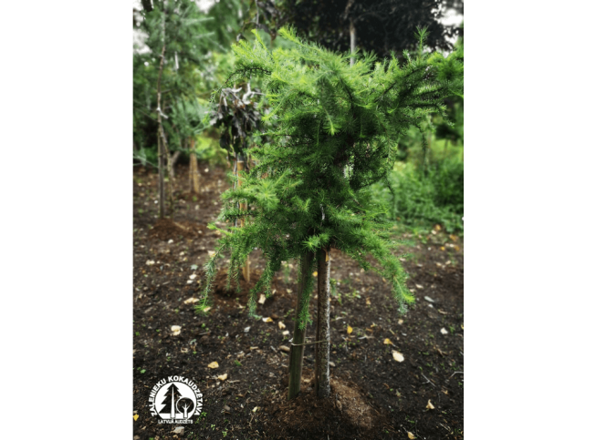 Larix decidua   'Little Bogle'